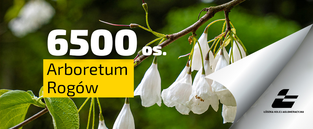 Liczba 6500 mówiąca o liczbie osób, które odwiedziły Rogowskie Arboretum pomiędzy 1 a 4 maja 2025 roku. W tle widać białe kwiaty.